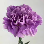 lilac-lavander