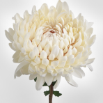 cream