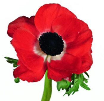 mistral red