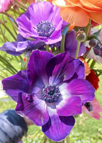 mistral grape