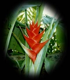caribaea red