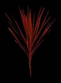dracaena sanderiana, bicolor