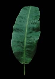 musa leaf