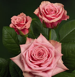 pink florence