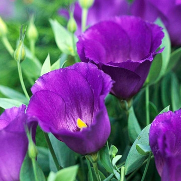 lisianthus purple