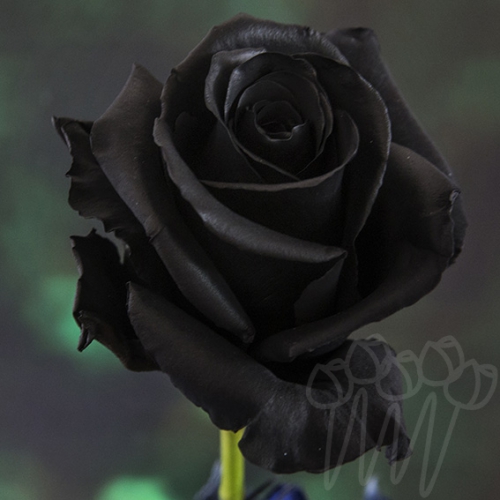 black rose PNT